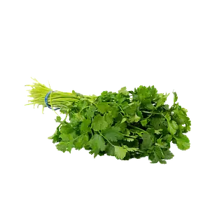 Cilantro Manojo